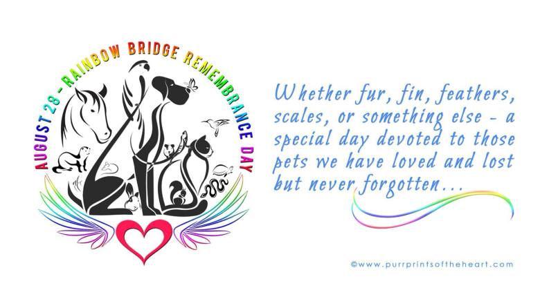 Following the Path to Rainbow Bridge Remembrance Day | Sneaky The Library  Cat's Blog